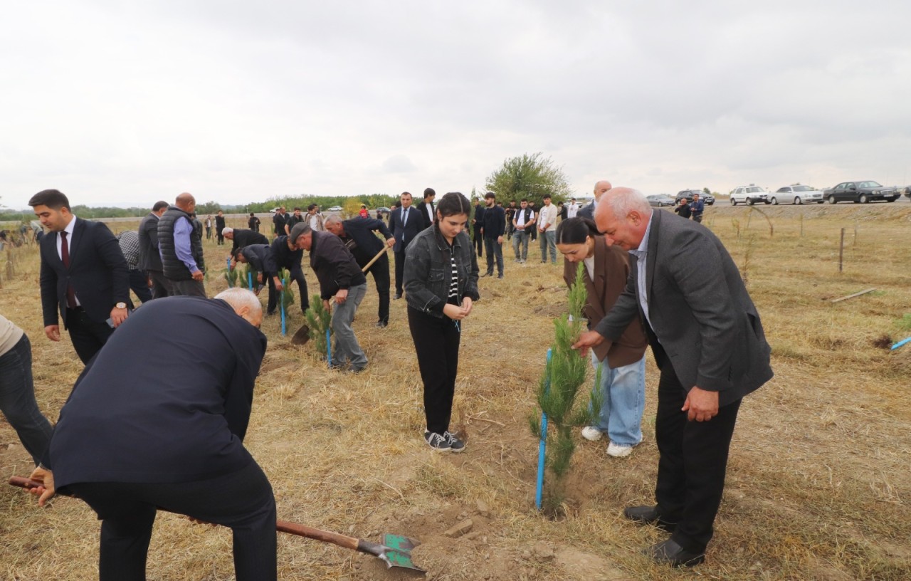 Qazaxda ağacəkmə aksiyası keçirildi - FOTOLAR